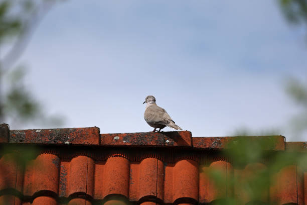 istock A wild pigeon sits high on the roof 1319441154