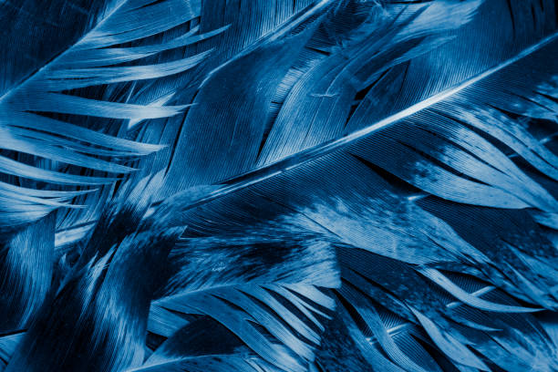 istock blue and black rooster feathers. background or texture 1319443069
