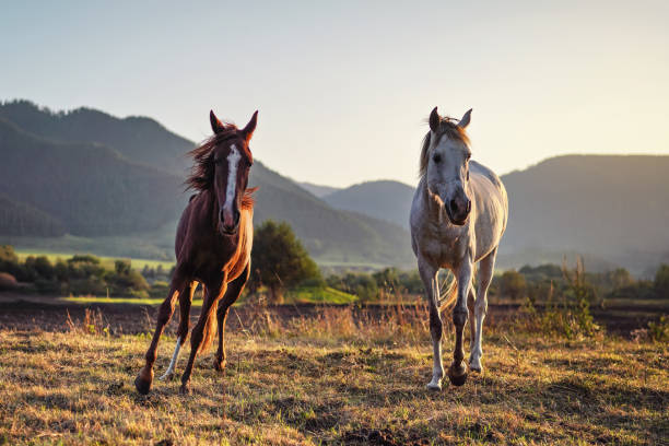 istock White and brown Arabian horses running on grass field, forest mountains background 1319444560