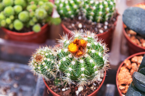 Mammillaria columbiana, yellow flowers buds, cactus and succulents in pots, selective focus.