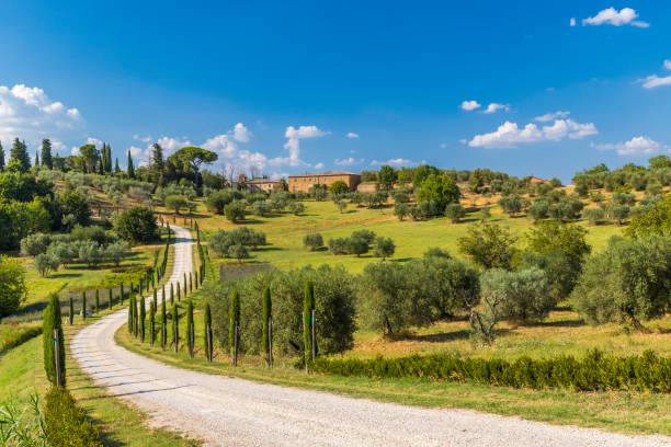 paisagem típica da toscana perto de montepulciano e monticchielo, itália - cypress tree fotos - fotografias e filmes do acervo