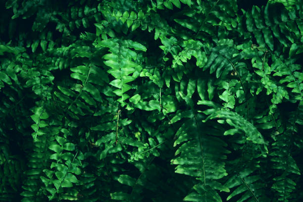 istock green tropical leaves background. summer and nature concept. 1319452137