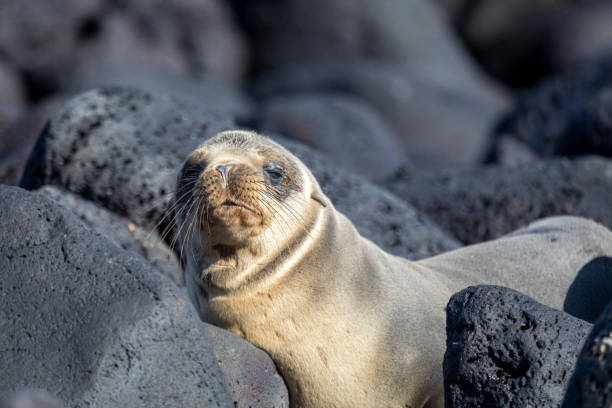 istock Galapagos Sea Lion 1319455058