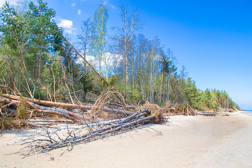 Coastline during the storm. Fallen trees on the sandy shore of the Baltic Sea. The estuary of the Lielupe River in the Gulf of Riga.
