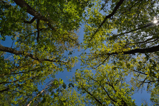 istock beautiful green oak leaves against blue sky in may 1319458546