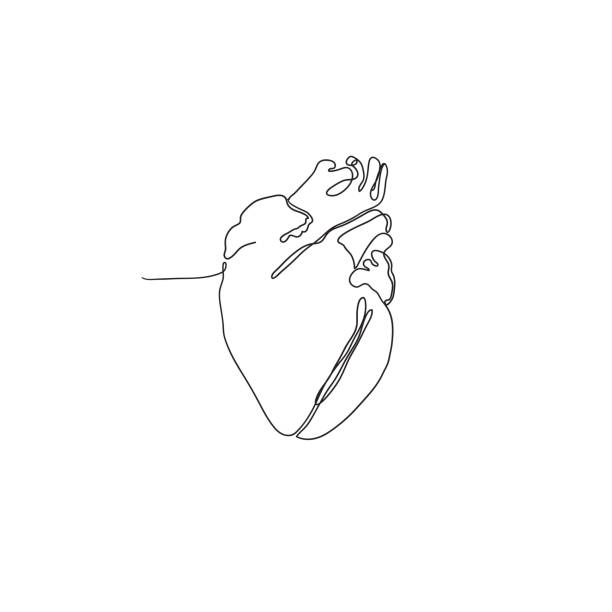 hand drawn doodle heart organ illustration in continuous line art style vector isolated hand drawn doodle heart organ illustration in continuous line art style vector isolated heart line art stock illustrations
