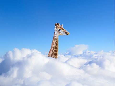 Giraffe with open mouth above white clouds on blue sky background