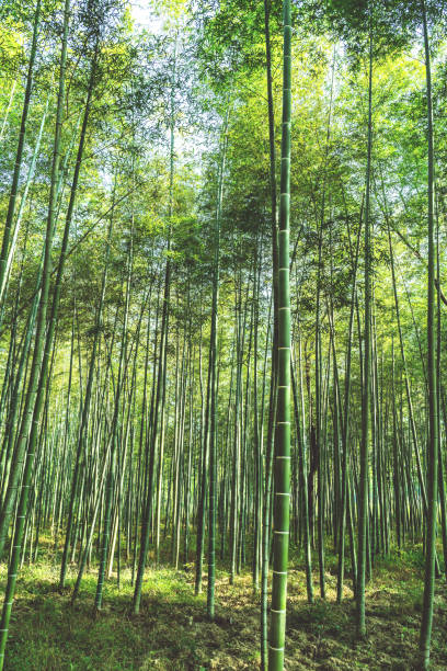 istock Large outdoor bamboo forest 1319460095