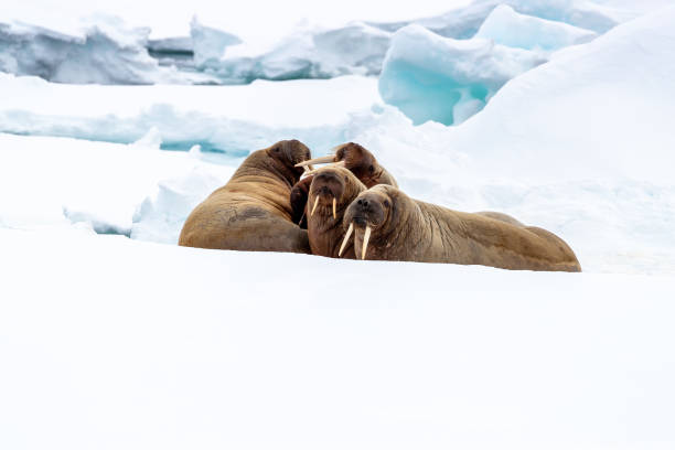 ein hässliches ausgewachsenem walross auf dem schnellen eis um spitzbergen - insel spitzbergen stock-fotos und bilder