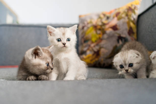 istock British Shorthair cat kitten 1319461011