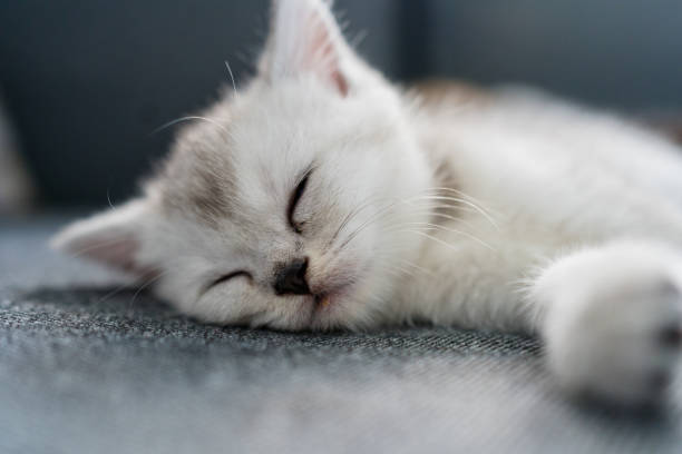 istock British Shorthair cat kitten sleeping 1319461193