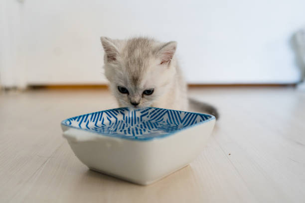 istock British Shorthair cat kitten drinking water 1319461253