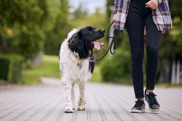 glücklicher tschechischer berghund zu fuß an der leine - pet walking stock-fotos und bilder