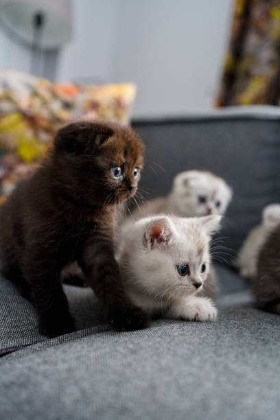 istock British Shorthair cat kitten 1319461340