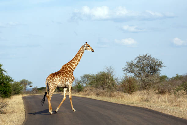 Giraffe Crossing the Road stock photo