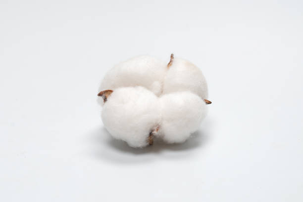 istock Cotton flower branch isolated on white background. 1319462415