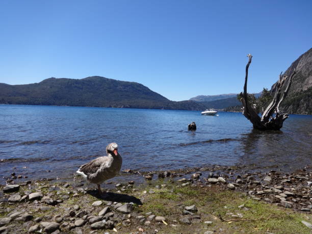 Quila Quina Quila Quina beach, Lacar lake, San Martin de los Andes, Patagonia lácar lake photos stock pictures, royalty-free photos & images