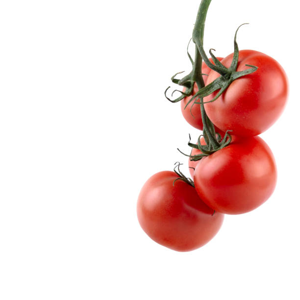 ripe tomatoes on the vine, white insulated background, close-up