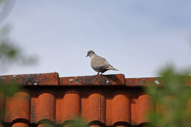 istock A wild pigeon sits high on the roof 1319464247