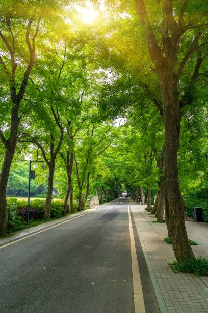 istock Beautiful road surrounded by trees 1319465062