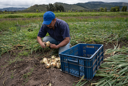 Latin American man harvesting an onion crop at a farm and putting them in a basket - agriculture concepts