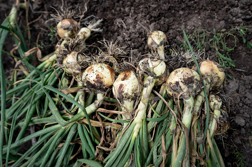 Close-up on a bunch of onions in the field after being harvested - agriculture concepts