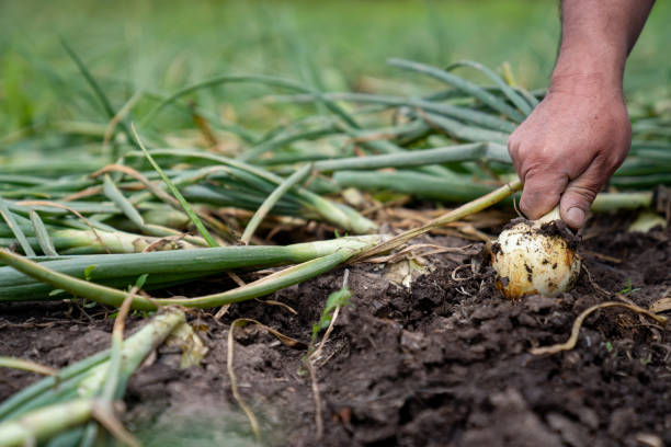 istock Close-up on a man harvesting onions at a farm 1319465248