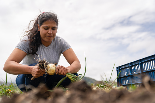 Hardworking Latin American woman harvesting onions while working at a farm - agriculture concepts