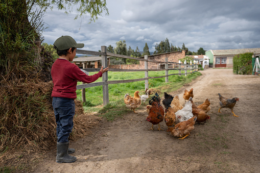 Latin American boy feeding the chickens at a poultry farm giving them corn - livestock farming concepts