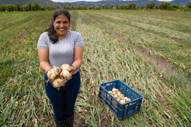 feliz mujer latinoamericana cosechando cebollas en una granja - farm worker fotografías e imágenes de stock