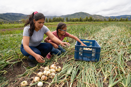 Mujer latinoamericana cosechando cebollas en una granja con la ayuda de su hija photo