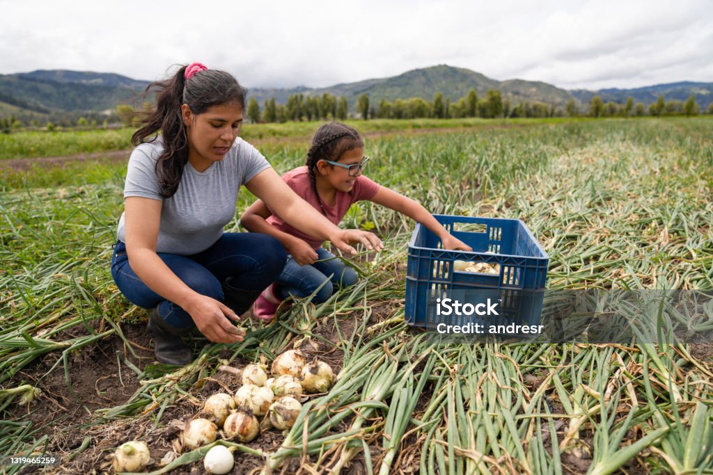 Latin American woman harvesting onions at a farm with the help of her daughter Latin American woman harvesting onions with the help of her daughter while working at a farm- agriculture concepts Farm Worker Stock Photo