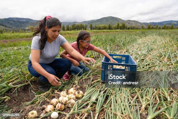 Latin American Woman Harvesting Onions At A Farm With The Help Of Her Daughter Stock Photo - Download Image Now