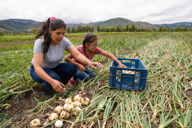 latin american woman harvesting onions at a farm with the help of her daughter - farm worker imagens e fotografias de stock