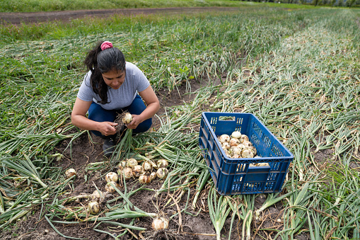 Hardworking Latin American female farmer harvesting onions while working at a farm - agriculture concepts