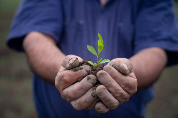 istock Farmer holding a plant in his hands 1319465275