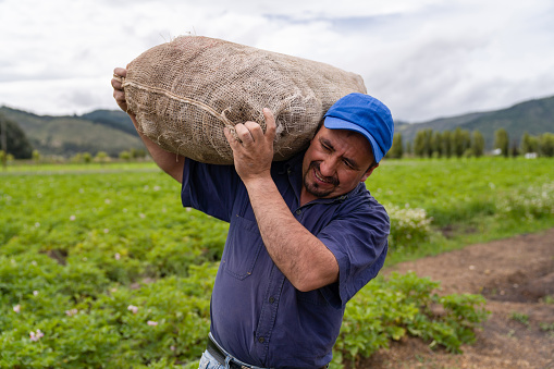 Latin American farmer carrying a sack of potatoes while working at a farm - agriculture concepts