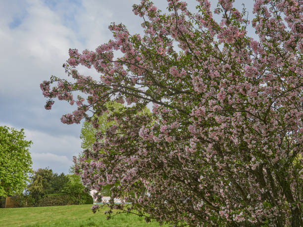 istock Apple tree with beautiful pink flowers during daylight 1319466469