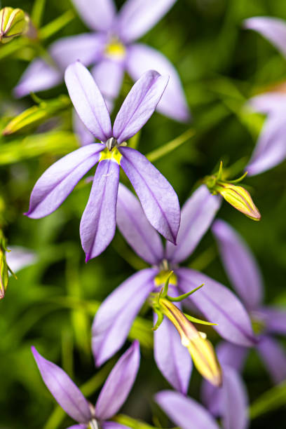 istock flower in a garden, close-up 1319466898