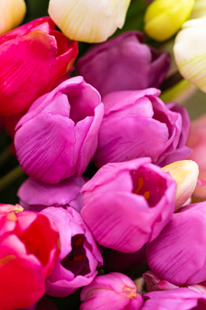 istock tulips in a garden, close-up 1319466935