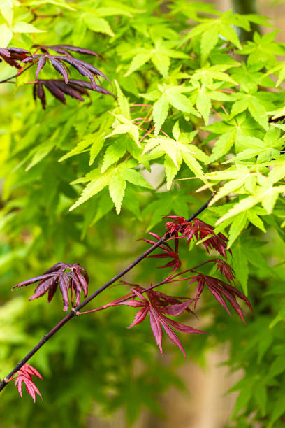 istock maple leaves in a garden, close up 1319467695