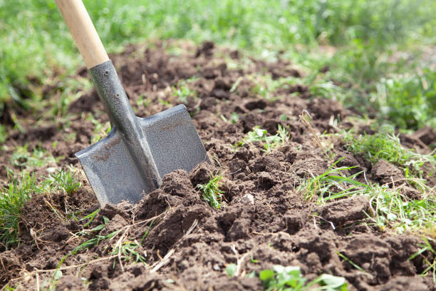 istock Shovel in soil in the garden. 1319467810