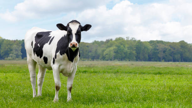 joven vaquilla de vaca blanca y negra en un prado mirando en la cámara - vacas fotografías e imágenes de stock