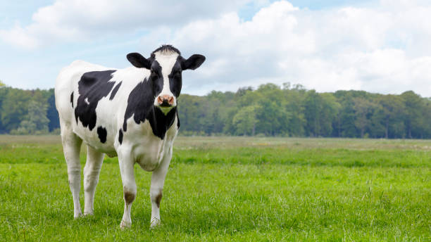 jovem preto e branco vaca heifer em um prado olhando na câmera - cow field dutch culture netherlands - fotografias e filmes do acervo