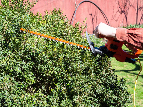 istock man cuts green bush with electric hedge trimmer 1319469871