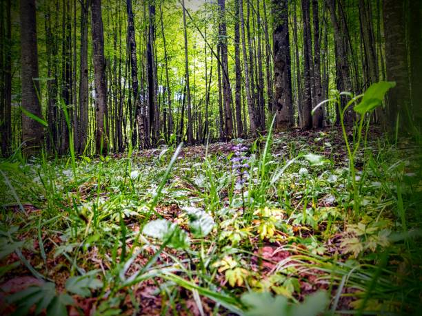 istock Walk in the woods 1319470003