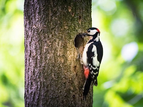 Great woodpecker sitting on a tree trunk feeding his nestlings