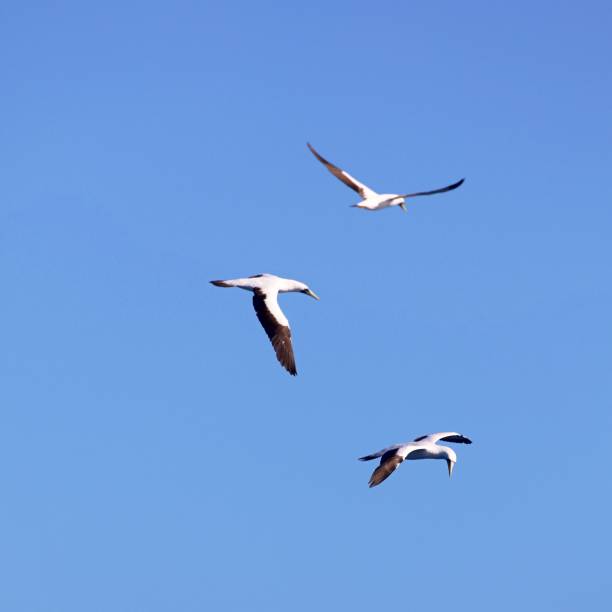 istock Albatros over the carribbean sea 1319472843