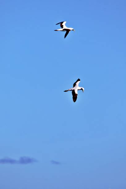 istock Albatros over the carribbean sea 1319472895