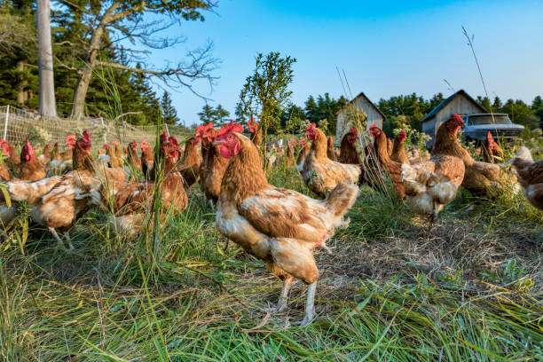 istock chicken at a green meadow 1319474452